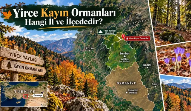 Osmaniye Sumbas Yirce Kayın Ormanları sonbahar manzarası